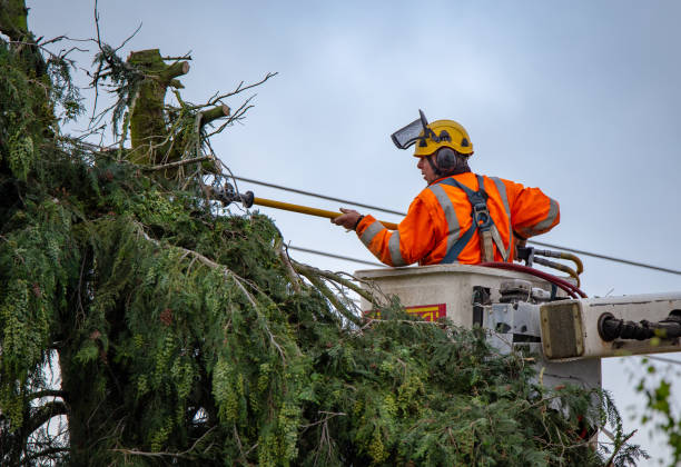tree trimming in Glendale