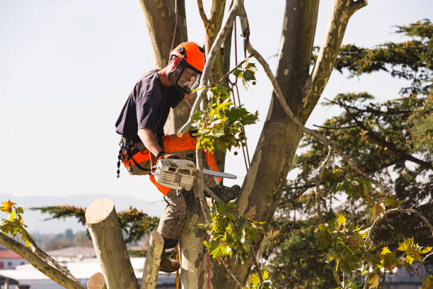 Glendale, California tree cutting service