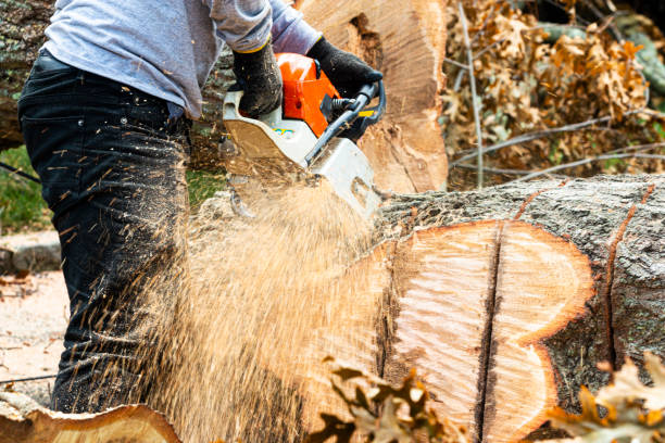 tree services in Glendale, Ca