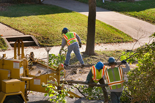 tree removal & tree cutting services