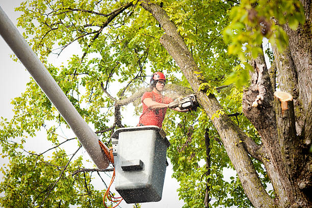 tree cutting services in Glendale, Ca